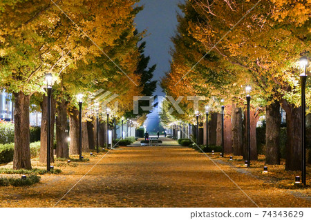 Tokyo Autumn Akishima City Showa no Mori Icho Namiki 74343629