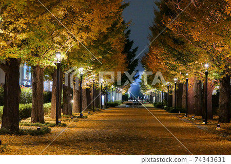 東京秋季秋島市昭和之森一木南木 東京秋季秋島市昭和之森一木南木 74343631