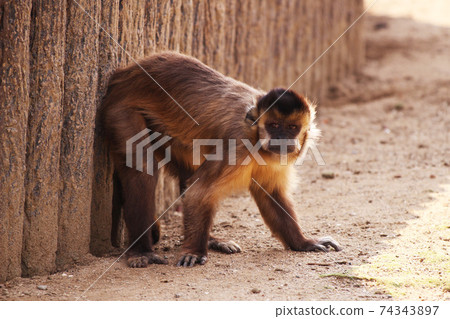 Tufted capuchin monkey 74343897