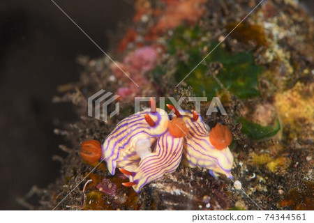 Mating scene of Gardenia jasminoides (2) 74344561