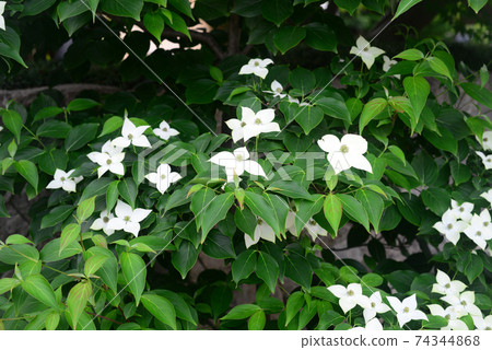 Kousa dogwood flower-4 Kousa dogwood flower-4 74344868