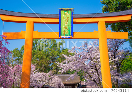 Torii and cherry blossoms at Hirano Shrine in Kyoto Torii and cherry blossoms at Hirano Shrine in Kyoto 74345114