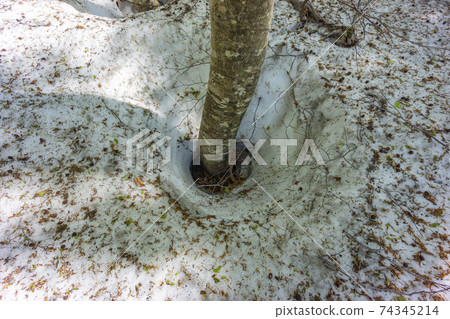 Beech tree root opening Beech tree root opening 74345214