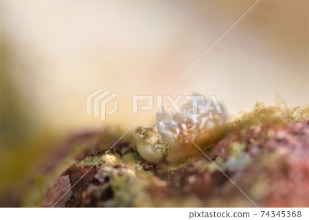 沖繩Kinuhada Nudibranch吃Nudibranch第1部分 沖繩Kinuhada Nudibranch吃Nudibranch第1部分 74345368