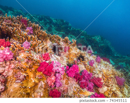 Paperplant Coral Coral(Fire Coral)和Soft Coral Community(緬甸Mergui群島) Paperplant Coral Coral(Fire Coral)和Soft Coral Community(緬甸Mergui群島) 74345511