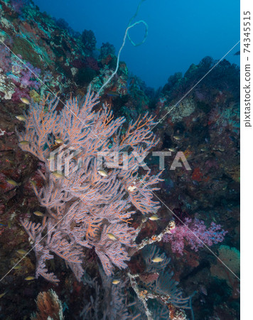 海膽和蕪菁雀鯛與開放的息肉（Mergui Archipelago，緬甸） 74345515