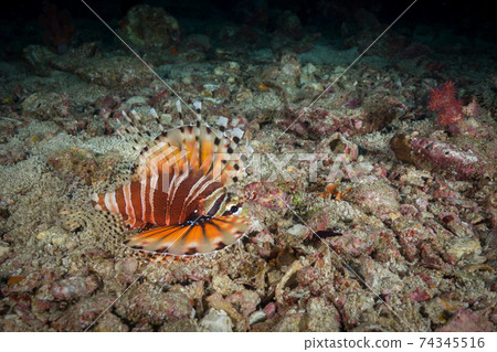 Kirinmino swimming in the galley (Mergui Archipelago, Myanmar) 74345516