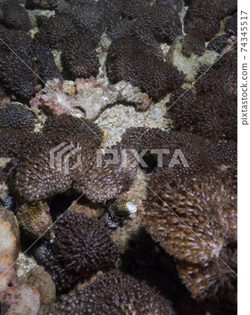 Spider Utsubo among the members of Umizuta (Mergui Archipelago, Myanmar) 74345517