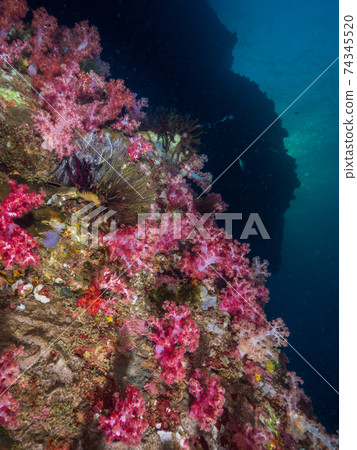 落滿珊瑚的日落時分（緬甸墨吉島） 74345520