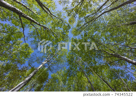 山毛櫸樹發芽 74345522