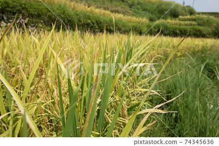 Rice grain growing in autumn field Rice grain growing in autumn field 74345636