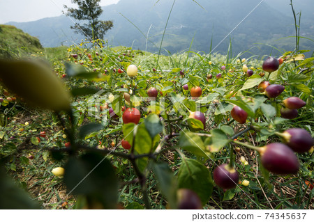 Growing pepper Organic farming in mountains Growing pepper Organic farming in mountains 74345637