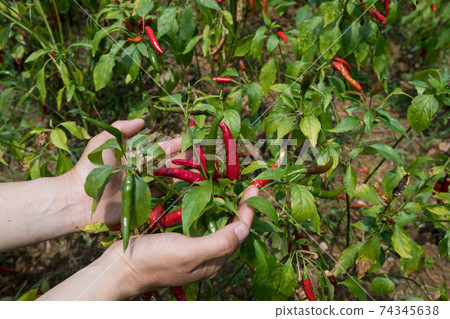 Growing purple and yellow pepper. Organic farming Growing purple and yellow pepper. Organic farming 74345638