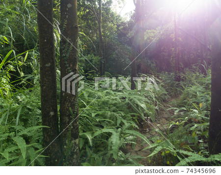 Aerial view of tropical forest landscape Aerial view of tropical forest landscape 74345696