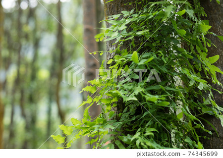Parasitic vine wrapped around tree trunk in tropical forest 74345699