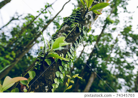 Parasitic vine wrapped around tree trunk in tropical forest Parasitic vine wrapped around tree trunk in tropical forest 74345703
