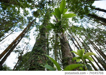 Parasitic vine wrapped around tree trunk in tropical forest 74345708