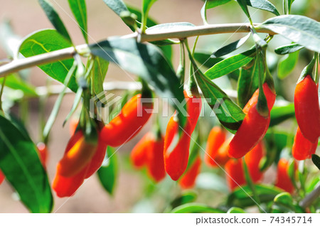 Goji berry fruits and plants in sunshine garden 74345714