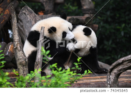 Playful baby panda Playful baby panda 74345845