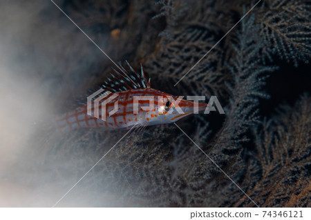 在山羊Kudagonbe中看到這一點 74346121