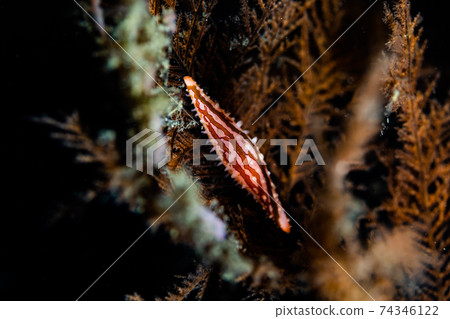 Goat and Beniki Nuzutsumi 74346122