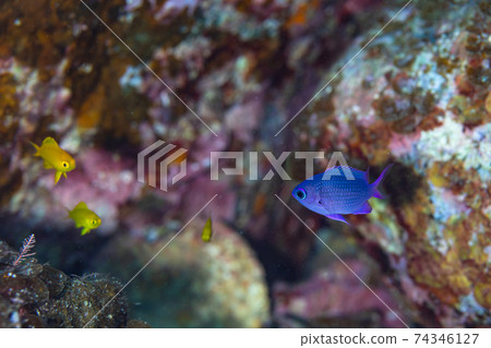 白星娘的小魚和Koganes娘的小魚 74346127