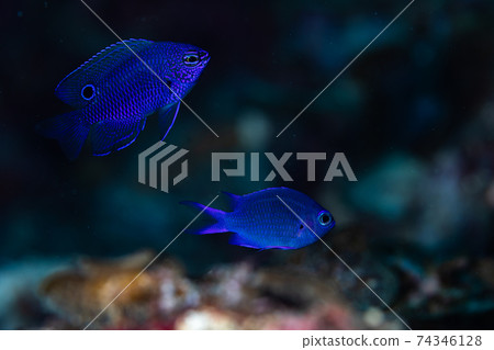 白星娘小魚和長崎娘小魚 74346128