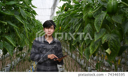 Young  Asianmale organic farmer using a digital tablet device inside agricultural plant farm. 74346595
