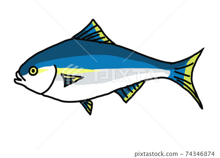 Yellowtail line art illustration - Stock Illustration [74346874] - PIXTA