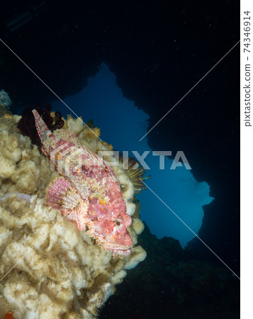 模仿白色海綿的蝎子魚(鬍子蝎子魚)(緬甸梅爾吉群島) 模仿白色海綿的蝎子魚(鬍子蝎子魚)(緬甸梅爾吉群島) 74346914