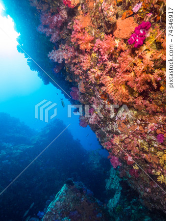 Rock wall covered with coral (Mergui Archipelago, Myanmar) 74346917