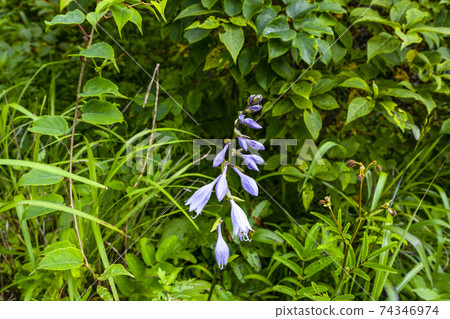 Hosta sieboldii (Yashima Marsh, August) 74346974