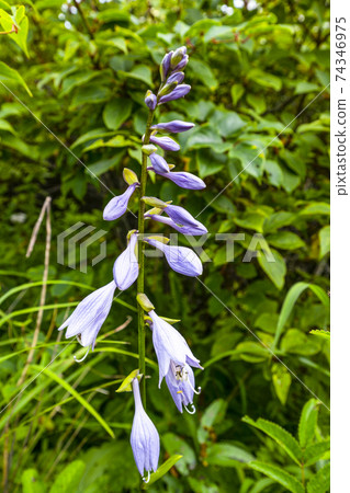 Hosta sieboldii (Yashima Marsh, August) 74346975