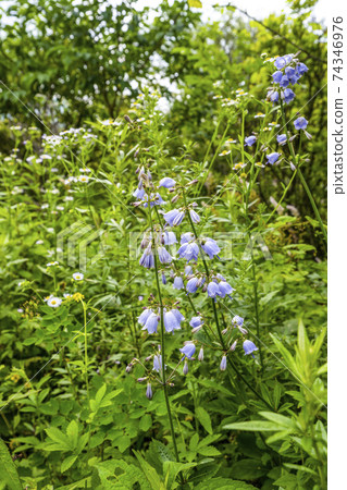Tsurigane carrot (Yashima Marsh, August) 74346976