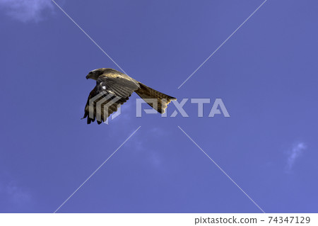 Flying red kite (Milvus milvus) Flying red kite (Milvus milvus) 74347129