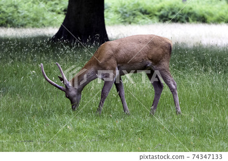 Wild male red deer 74347133