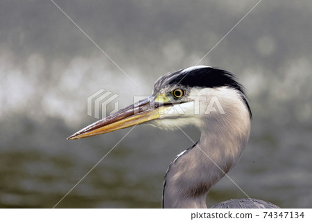 Wild grey heron Wild grey heron 74347134
