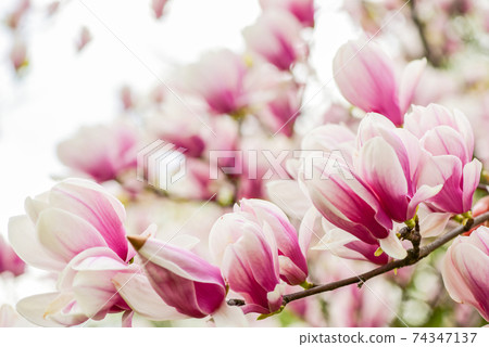 Hello summer. magnolia blooming tree., natural floral background.beautiful spring flowers. Hello summer. magnolia blooming tree., natural floral background.beautiful spring flowers. 74347137