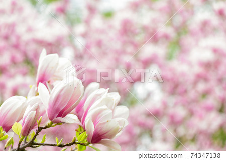 Branch of magnolia. Magnolia flowers. Magnolia flowers background close up. Floral backdrop. Botanical garden concept. Tender bloom. Aroma and fragrance. Spring season. Botany and gardening Branch of magnolia. Magnolia flowers. Magnolia flowers background close up. Floral backdrop. Botanical garden concept. Tender bloom. Aroma and fragrance. Spring season. Botany and gardening 74347138