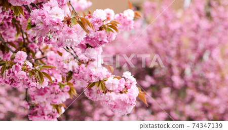 Spring depression. sakura blooming tree., natural floral Spring depression. sakura blooming tree., natural floral 74347139