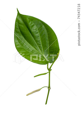 Close up of Wildbetal Leafbush leaves on white background. 74347218