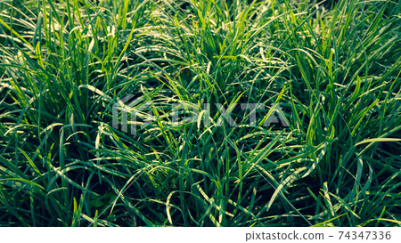 Green leek leaves in growth at vegetable garden 74347336