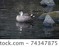 One duck 74347875