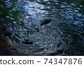 A gathering of ducks 74347876