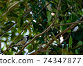 One great tit 74347877