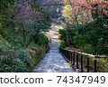 Stairs surrounded by winter plants 74347949