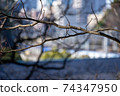 Winter branch 74347950