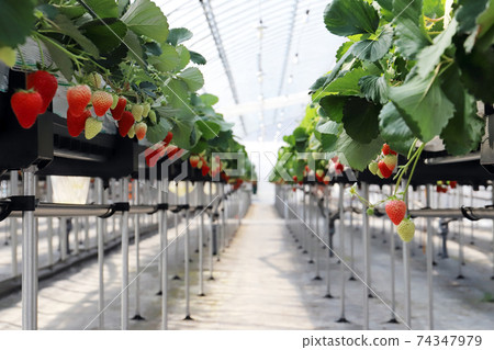 Strawberry picking Akihime Akihime (Shikatamachi, Kakogawa City, Hyogo Prefecture) 74347979