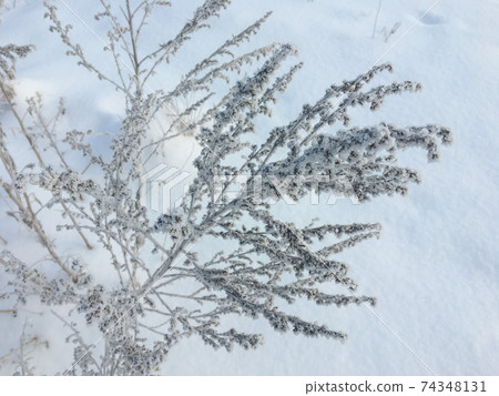 Frozen plants outdoors on wintertime in the morning 74348131