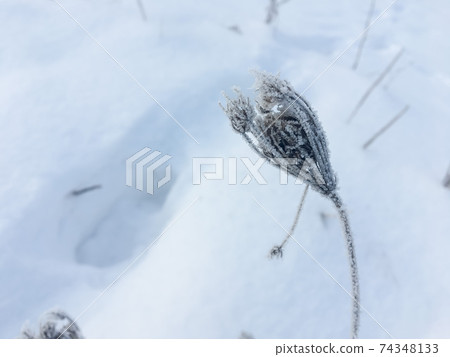 Frozen plants outdoors on wintertime in the morning 74348133